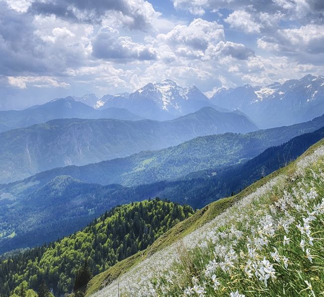 Файл:DSF5796 Юлийские и нарциссы кадрирование 11 HDR.jpg